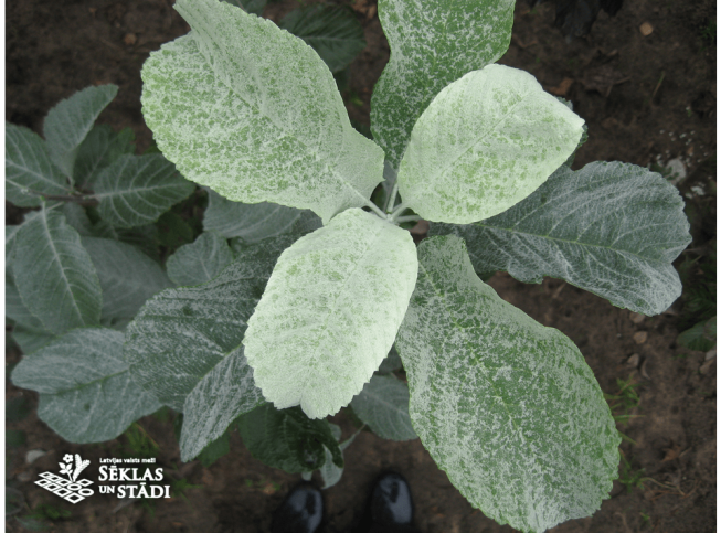 Sorbus aria   'Lutescens'